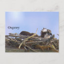 Recherche de aigles cartes postales Faune