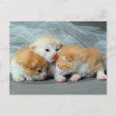 Recherche de trois animaux cartes postales Chat domestique
