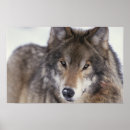 Recherche de loups gris posters Lupus