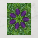 Recherche de mauvaises herbes cartes postales Violet