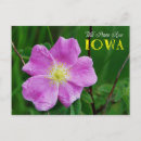 Recherche de wild cartes postales Plante