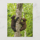 Recherche de ours noir cartes postales Ourson
