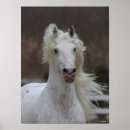 Recherche de appaloosa posters Animal