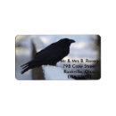 Recherche de corbeau photographie Faune