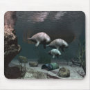 Recherche de lamantins Mer