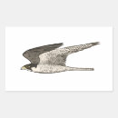 Recherche de rapaces autocollants Oiseau