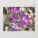 Recherche de crocus cartes postales Botanique