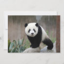 Recherche de chengdu vœux cartes Ours de panda