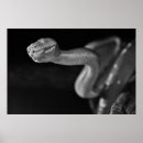 Recherche de boa posters Reptile