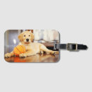 Recherche de golden retriever bagages étiquettes Récupérateur d'or