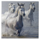 Recherche de le kentucky photographie Photographie de cheval
