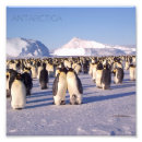 Recherche de antarctique posters Pingouins