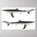 Recherche de shark posters Animals
