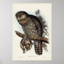 Recherche de illustration hibou posters Nature