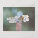 Recherche de ailes libellule cartes postales Vol
