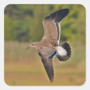 Recherche de mouettes autocollants Oiseau