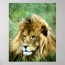 Recherche de yeux lion posters Crinière de lion