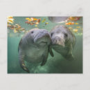Recherche de lamantin cartes postales Mer