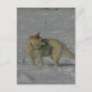 Recherche de pam cartes postales Blanc