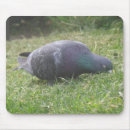Recherche de pigeons tapis souris Animaux