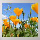 Recherche de pépites posters Poppies