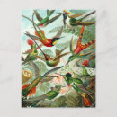 Recherche de trochilidae cartes postales Oiseaux