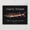 Recherche de esturgeon cartes postales Poisson