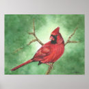 Recherche de cardinal rouge posters Plumes