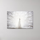 Recherche de albinos art Blanc