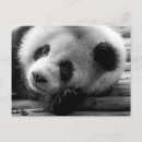 Recherche de ours panda cartes postales Noir et blanc