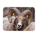 Recherche de mouflon magnets Ovis canadensis