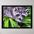 Recherche de animal masqué posters Animaux