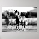 Recherche de chevaux sauvages posters Cheval sauvage