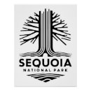 Recherche de forêt de séquoia posters Travel