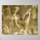 Recherche de roitelet posters Animal