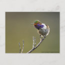 Recherche de colibris mignons cartes postales Beau