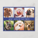 Recherche de photo de chien cartes postales Chiens
