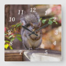 Recherche de rongeur horloges Faune