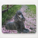 Recherche de caniche noir tapis souris Chiot
