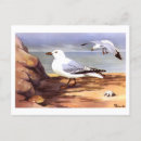 Recherche de harengs cartes postales Oiseau