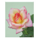 Recherche de rosier posters Rose