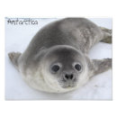 Recherche de antarctique posters Bébé