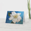 Recherche de rose cherokee Roses