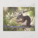 Recherche de cônes de pin cartes postales Faune