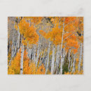 Recherche de arbre peuplier cartes postales Tremen