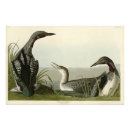 Recherche de loon posters Bird