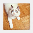 Recherche de personnes de chat magnets Yeux bleus