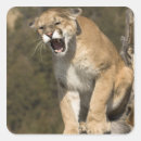 Recherche de mcdonald autocollants Joe