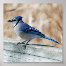 Recherche de bluejays posters Jay bleu