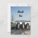 Recherche de bernese vœux cartes Chien de montagne bernois